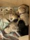 Pug Puppies for sale in Morganton, NC 28655, USA. price: NA