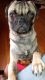 Pug Puppies for sale in Schenectady, NY 12306, USA. price: NA