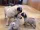 Pug Puppies for sale in Los Angeles, CA, USA. price: $400