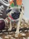 Pug Puppies for sale in East Dublin, GA 31027, USA. price: $600
