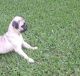 Pug Puppies for sale in Jackson, MS, USA. price: $880