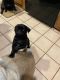 Pug Puppies for sale in Elizabethtown, KY, USA. price: NA