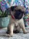 Pug Puppies for sale in Orlando, FL, USA. price: $1,575