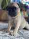 Pug Puppies for sale in Orlando, FL, USA. price: $1,000