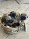 Pug Puppies for sale in Jurupa Valley, CA 91752, USA. price: $600