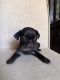Pug Puppies for sale in Austin, TX, USA. price: $750