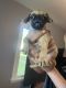 Pug Puppies for sale in Charleston, MO 63834, USA. price: $1,800