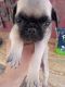 Pug Puppies for sale in 4521 N Vincent Ave, Covina, CA 91722, USA. price: $100