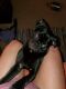 Pug Puppies for sale in Butler, PA 16001, USA. price: $400