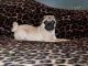 Pug Puppies for sale in Jackson, MS, USA. price: $880