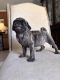 Pug Puppies for sale in Austin, TX, USA. price: $800