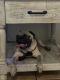 Pug Puppies for sale in Alice, TX 78332, USA. price: $1,000