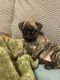 Pug Puppies for sale in Yucaipa, CA, USA. price: $1,300