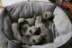 Pug Puppies for sale in TN-394, Blountville, TN, USA. price: $1,200