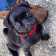 Pug Puppies for sale in Billings, MT, USA. price: $500