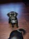 Pug Puppies for sale in Escondido, CA, USA. price: $325