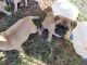 Pug Puppies for sale in Fairview, SD 57027, USA. price: NA