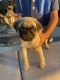 Pug Puppies for sale in Ontario, CA, USA. price: $600