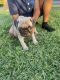 Pug Puppies for sale in Ontario, CA, USA. price: $600