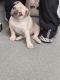 Pug Puppies for sale in Cleveland, TN, USA. price: $1,000