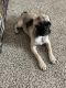 Pug Puppies for sale in Spring, TX 77373, USA. price: NA