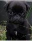 Pug Puppies for sale in Las Vegas, NV 89115, USA. price: $500