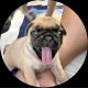 Pug Puppies for sale in Ocala, FL, USA. price: $1,300