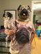 Pug Puppies for sale in Kerman, CA 93630, USA. price: $600
