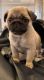 Pug Puppies for sale in Arley, AL 35541, USA. price: $2,500