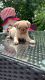 Pug Puppies for sale in Brewster, NY 10509, USA. price: $2,500
