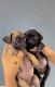 Pug Puppies for sale in Delhi, India. price: 9,500 INR