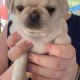Pug Puppies for sale in San Jose, CA, USA. price: $800
