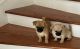 Pug Puppies for sale in Bell Canyon, CA 91307, USA. price: NA