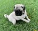 Pug Puppies for sale in Surprise, AZ, USA. price: $600