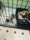 Pug Puppies for sale in Douglasville, GA 30134, USA. price: $600