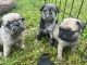 Pug Puppies for sale in Enfield, CT 06082, USA. price: $2,000