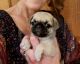 Pug Puppies for sale in Fremont, MI, USA. price: NA