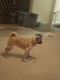 Pug Puppies for sale in Van Buren, AR 72956, USA. price: $300