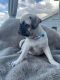 Pug Puppies for sale in Colorado Springs, CO, USA. price: $800