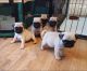 Pug Puppies for sale in 79763 Cassia St, La Quinta, CA 92253, USA. price: $1,000