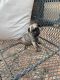 Pug Puppies for sale in Kerrville, TX 78028, USA. price: $700