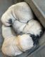 Pug Puppies for sale in WSHNGTN CT HS, OH 43160, USA. price: $1,200