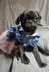 Pug Puppies for sale in Akron, CO 80720, USA. price: $750