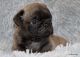 Pug Puppies for sale in Allen, TX, USA. price: $2,500
