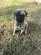 Pug Puppies for sale in Fresno, CA, USA. price: $500