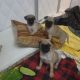 Pug Puppies for sale in Cincinnati, OH, USA. price: $900