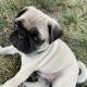 Pug Puppies for sale in Hagerstown, MD, USA. price: $1,200