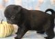 Pug Puppies for sale in Abilene, KS 67410, USA. price: $1,500
