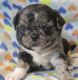 Pug Puppies for sale in Abilene, KS 67410, USA. price: $2,500