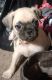 Pug Puppies for sale in San Antonio, TX, USA. price: $200